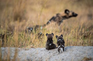 Kumda oynayan Afrikalı köpek köpekleri. Güney Afrika.