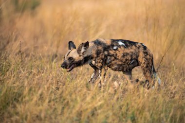 Afrika 'daki vahşi sırtlan