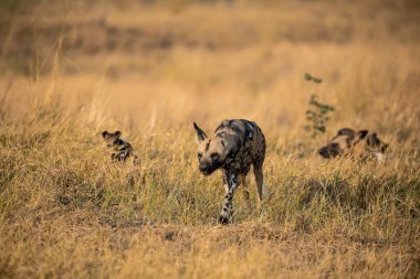 Afrika çalılarındaki vahşi sırtlan..