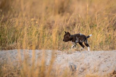 Siyah köpek çimenlerde yürüyor.