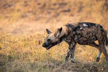 Kruger Ulusal Parkı, Güney Afrika 'da vahşi bir sırtlan.