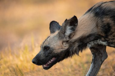 Afrika yaban köpeği Kruger National Park, Güney Afrika için