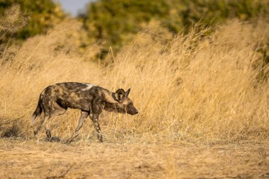 Kruger Ulusal Parkı, Güney Afrika 'da vahşi bir sırtlan.