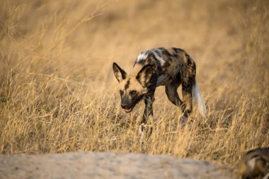 Vahşi köpek çimenlerde yürüyor.