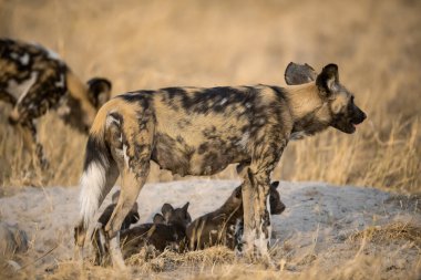 Benekli sırtlan Güney Afrika 'daki Kruger Park' ta.