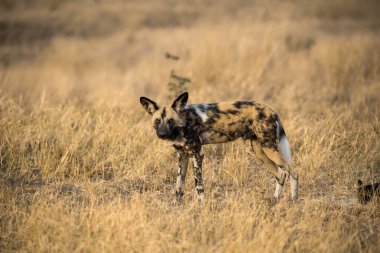 Vahşi köpek çimenlerde yürüyor.