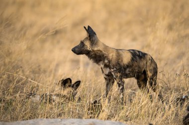 Afrika vahşi hayvanları, Güney Afrika.