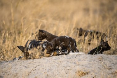 Güney Afrika 'daki Kruger Ulusal Parkı' nda siyah köpek oynuyor..