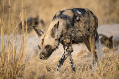 Kruger parkındaki sırtlan.