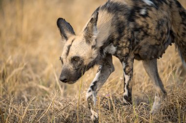 Afrika 'daki Kruger Ulusal Parkı' nda vahşi hyaena
