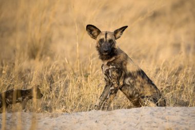 Afrika çoban köpeği (kanis) )