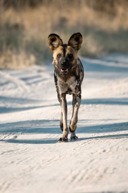 Çölde çamurda koşan köpek