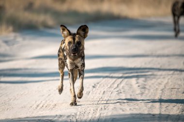 Siyah köpek çölde kumda koşuyor.