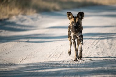 Köpek ormanda yolda yürüyor.