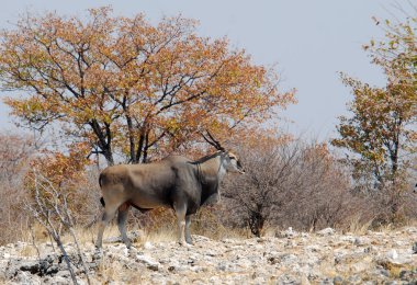 Etoşa 'da genç bir yaban keçisi.