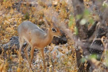 Doğadaki kırmızı geyik, fauna