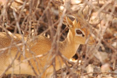 Kızıl Tilki (vulpes vulpes) )