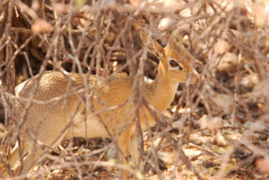 Ormandaki güzel bir geyik resmi.