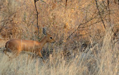 Vahşi doğada bir geyik