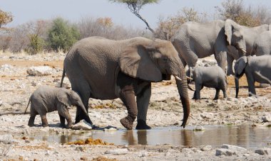 Su birikintisindeki su birikintisinde bir grup fil.
