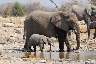 Afrika savanasındaki filler
