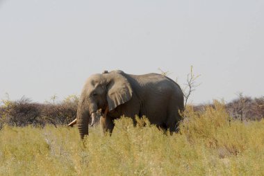 bir fil Namibya