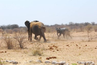 Afrika savanındaki Afrika fili.
