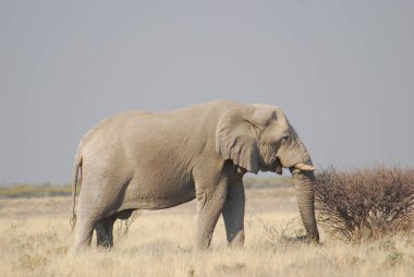 Afrika savanındaki fil.