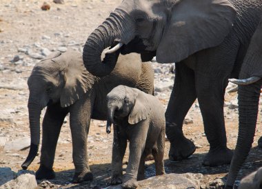 Afrika fili, Loxodonta afrika, içme suyu.