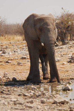 Afrika fili su birikintisinde su içiyor, sha