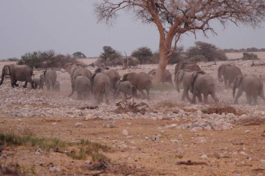 Namibya 'daki fil