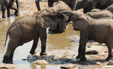 Afrika filindeki filler.