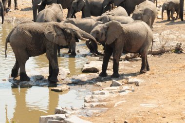 Afrika çalı filleri su çukurunda