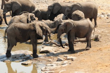 Afrika fili, Loxodonta Africana, Etoşa, Namibya 'daki su birikintisinde banyo yapmak..