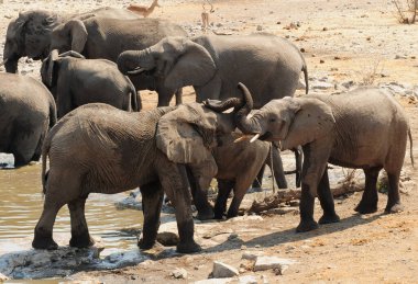 Afrika filleri ziyarette200