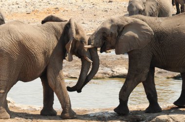 Afrika Vahşi Yaşam Koruma Alanındaki fil