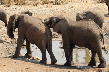 Afrika vahşi fil ailesi, xodonta africana su kuyusunda içme suyu, namibya