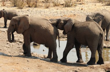 Zimbabwe savanındaki filler.