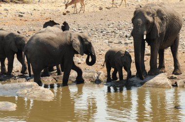 Nehirdeki bir su birikintisinde su içen fil.