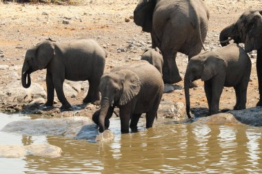 Nehirde su içen bir fil.