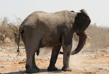 Kruger Ulusal Parkı 'nda fil, Güney Afrika