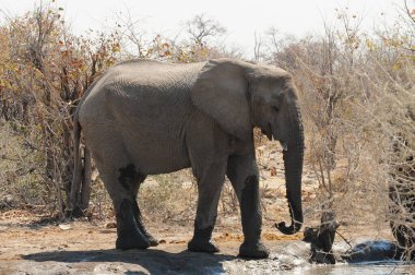 Afrika fili Kruger Ulusal Parkı, Güney Afrika