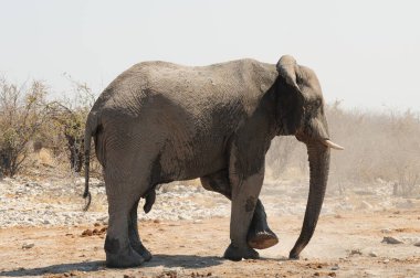Etoşa Ulusal Parkı, Namibya 'da Afrika fili (loxodonta africana).