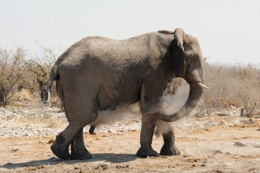 Afrika fili, Loxodonta Africana, çamurda yürüyor, Etoşa Ulusal Parkı, Namibya