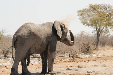Namibya Ulusal Parkı 'ndaki fil