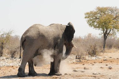 Afrika çayırlarındaki Afrika fili.