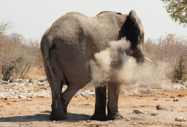 Kenya savanındaki filler