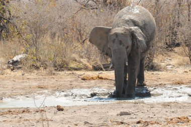 Etoşa Ulusal Parkı, Namibya 'da su içen şirin bir filin yakın plan fotoğrafı.