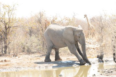 Afrika fili Kruger Ulusal Parkı, Güney Afrika