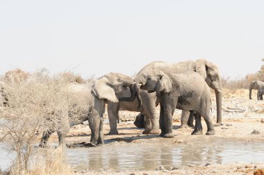 Etoşa namibya 'daki Afrika fili.